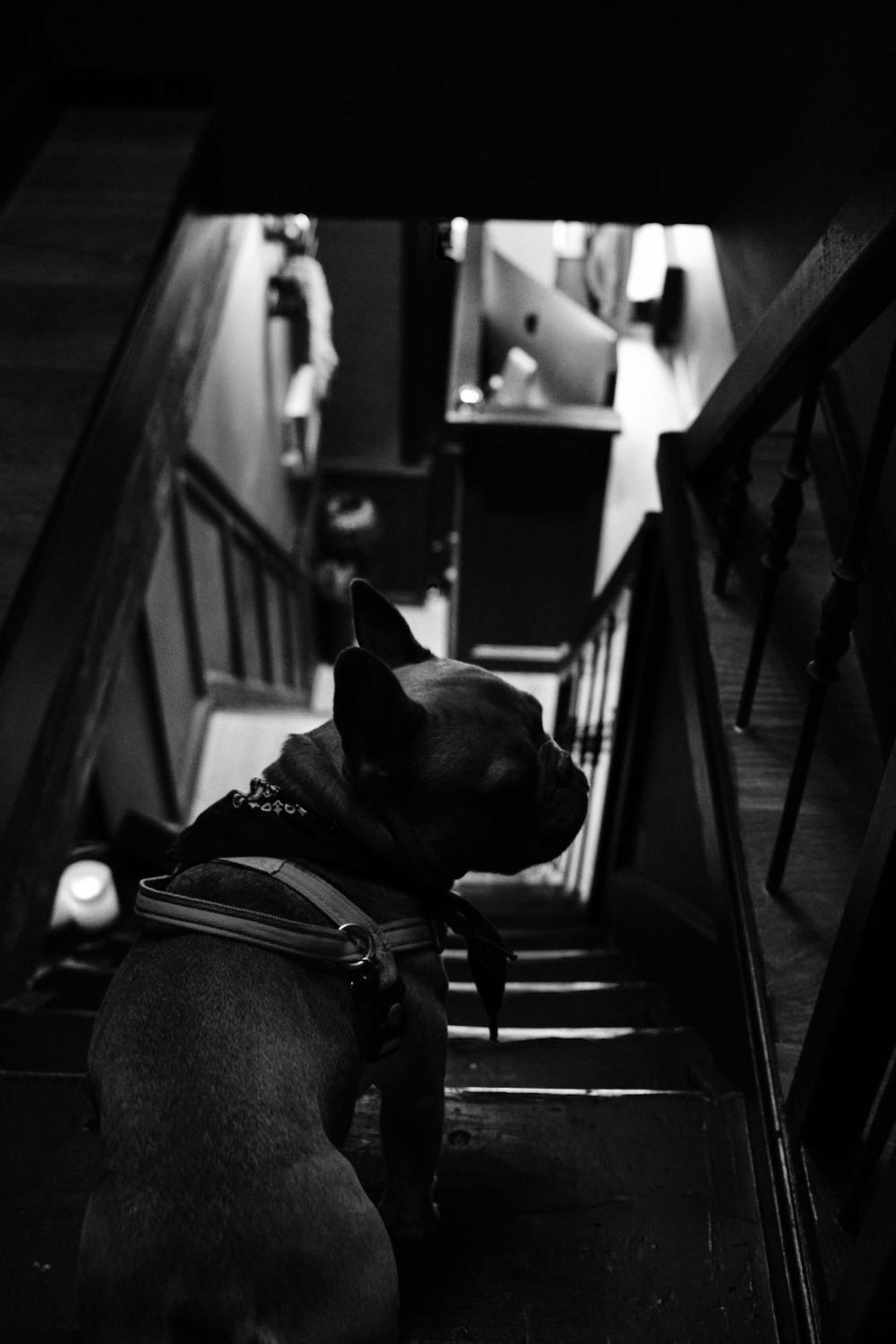 Boutique Hotel & Restaurant Frenchie Haarlem Eksteriør bilde